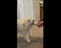 White puppy dog hesitates barks at treat