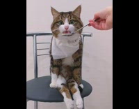 Guy spoon feeds paralyzed cat on chair