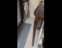 Collab Clips MPUGC - Cat scared of hoomans towel on head 