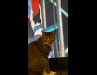 Cat scratches television while show is on 