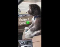 Carpool Lane Dog Buckled Into Passenger's seat