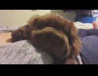 Brown sharpei puppy laying on womans chest sleeping and snoring