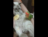 Green bird eats apple off cat belly