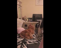 Brown cat hits black white dog bed