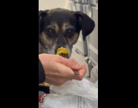 Collab VIBES - Dog stare at woman eat inside plane