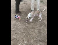 Large dog scared of small chihuahua argyle 