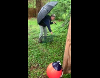 Baby possums freed out from the cage at the backyard