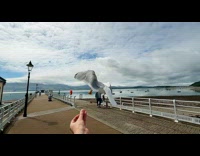 Seagull take food from hand slow motion
