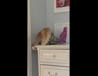 Orange cat on drawer falls off bed 