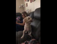 Dog hits back plushie thrown at him 