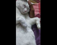 Woman rubs forehead of cat laying on lap