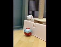 White cat plays with red blue ball