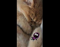 Comfy Curled Up Asleep Cat Snores Loud