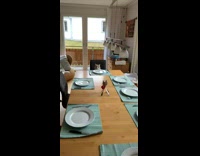 Cat waits at dinner table for food