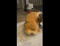 Collab Kale Salad IG - Dog chases tail cone around head