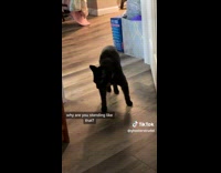 Black cat standing in middle of door wide arms 