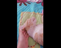 Pet Owner Tries to Wake up Cat 