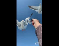 Guy holds fish up for seagull birds