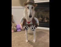 Collab Pets For All - Tall skinny white dog dresses up as cowboy old town road song