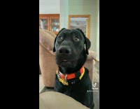 Collab BitchMP - Dog spooked by noise 