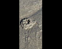 Crab cover itself with wet sand beach