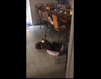 Collab PubityPets - Black Dog Plays with its Squeaky Plushie on Floor