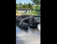 Collab Clips mpugc - Cat hugging legs while sleeping