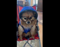 Dog sitting on stroller wearing jacket and glasses