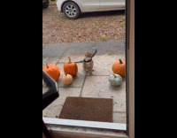 Cat with bat wings outside the door