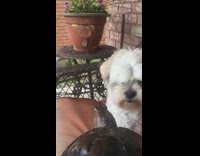 White dog gives turtle kiss