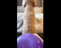 Collab BitchIG2 - Purple balloon dog butt doodle 