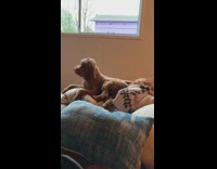 Brown dog barks softly and wags tail