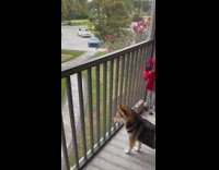 Puppy Love: Two dogs reunite after being separated for over a year due to Covid-19