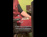 Dog scared of tiny kitten