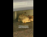 Full roasted cooked turkey under seats on subway train floor