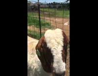 Collab AnimalIG - Brown White goat sniffs the camera at the barn