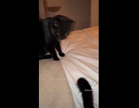 Collab Clips MPUGC - Cat staring at fake cat tail 