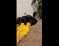 Dog plays chicken rubber toy on bed