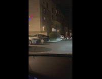 Guy in car approaches group of warthog pigs near trash can