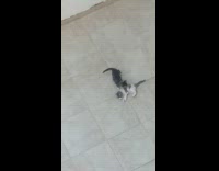 Collab PLC - Two kittens lay down play on tile floor