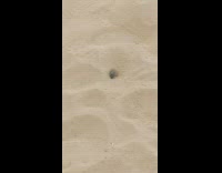 Small bug rolls a dung on the desert sand