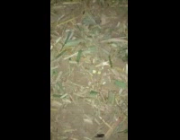 Camera pans upward filmer scream from goat