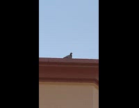 Pigeon on the rooftop produces small weird sounds