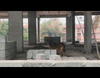Girl throws brown stray dog a biscuit 