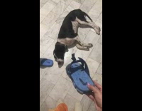black white dog pretends to sleep blue sandal
