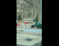 Collab IITW - Pet Owner Takes Photo of Dog with Dinosaur 