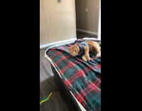 Cat grey sweater catches toy both paws