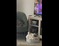 Cat digs inside bed and sleeps upside down