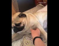 Black apple watch guy pets pug bed