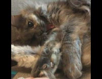 One eyed cat yawns when girl touches paw 